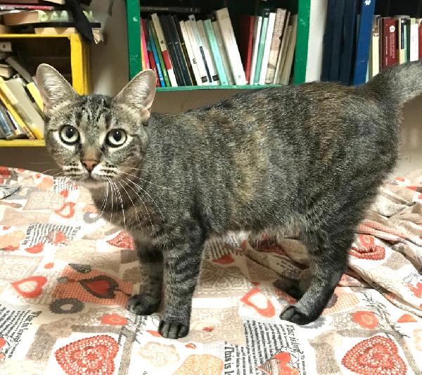 Marina, bella micia tricolore Foto 3